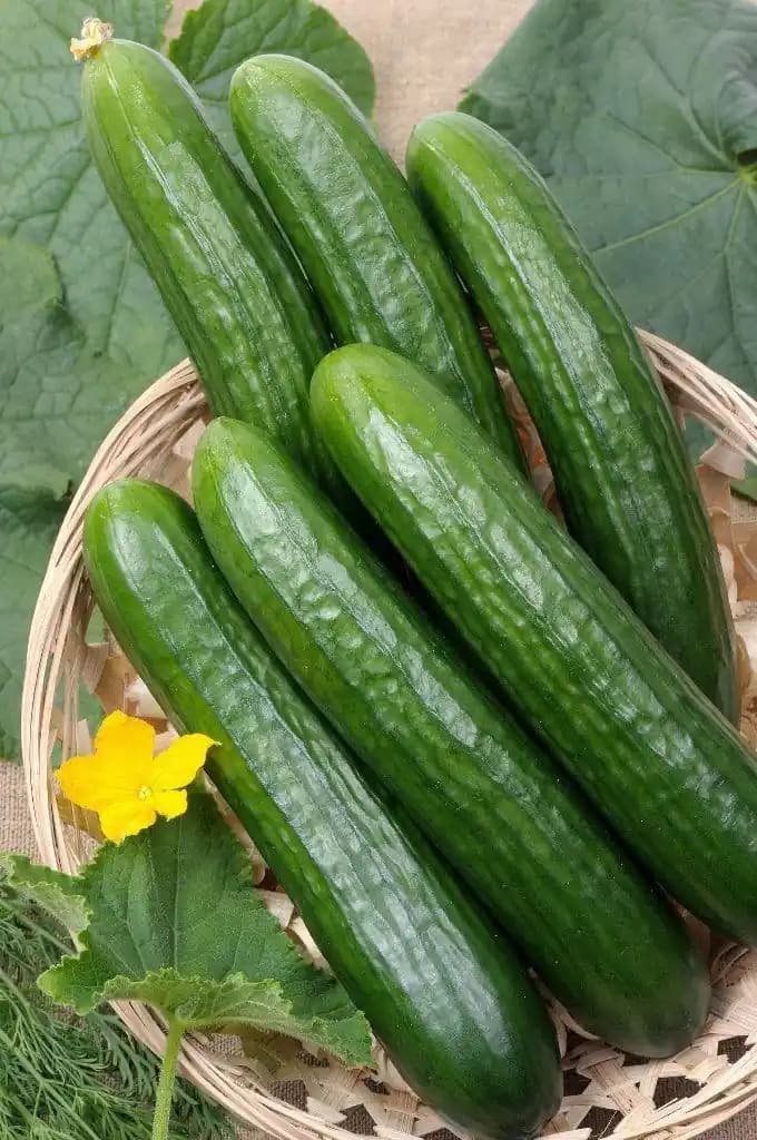 Fresh Cucumber (Kheera)