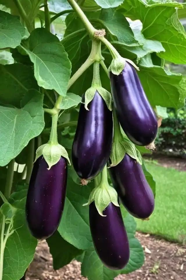 Eggplant (also called Aubergine)