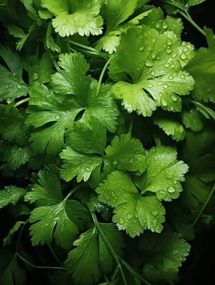 Coriander Leaves (also called Cilantro)